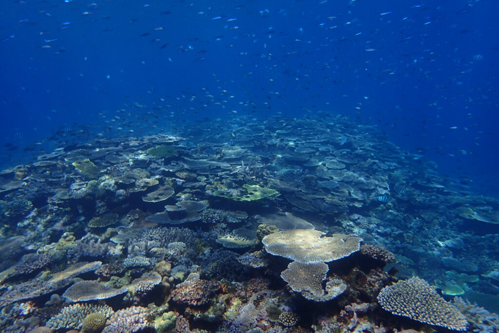 慶良間ブルーの海と珊瑚礁