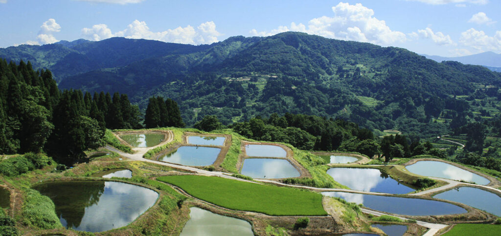 山古志の棚田